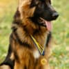 Buy Personal Protection Dogs in USA | Pinnacle Protection Dogs photo 3