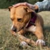 Buy Personal Protection Dogs in USA | Pinnacle Protection Dogs photo 4
