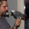 Adorable Tamed Congo African Grey Parrots photo 1