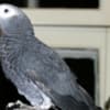 Adorable Tamed Congo African Grey Parrots photo 2