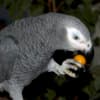 Adorable Tamed Congo African Grey Parrots photo 4