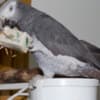 Adorable Tamed Congo African Grey Parrots photo 5