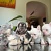 French Bulldog photo 1