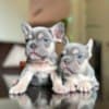 French Bulldog photo 2