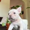 French Bulldog photo 3