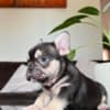French Bulldog photo 4