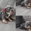 French Bulldog 1 photo 1