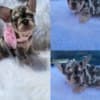 French Bulldog 1 photo 2