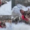 French Bulldog 1 photo 3