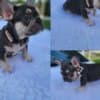 French Bulldog 1 photo 5