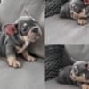 French Bulldog 1 photo 6