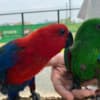 Eclectus photo 1