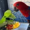Eclectus photo 2