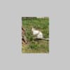 Mini Rex Rabbit photo 2