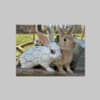 Mini Rex Rabbit photo 3