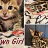 Bengal babies from Jungle Kitten photo 1