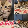 Bengal babies from Jungle Kitten photo 3