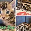 Bengal babies from Jungle Kitten photo 4