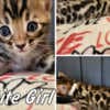 Bengal babies from Jungle Kitten photo 5