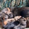 Miniature Dachshund photo 1