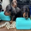 Miniature Dachshund photo 2