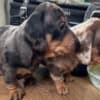 Miniature Dachshund photo 3