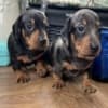 Miniature Dachshund photo 4