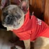 7-month old Frenchie photo 1