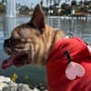7-month old Frenchie photo 2