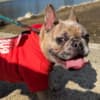7-month old Frenchie photo 3