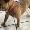 7-month old Frenchie photo 5