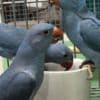 Variety of bird species photo 1
