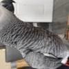 Variety of bird species photo 2