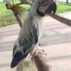 Variety of bird species photo 3
