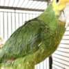 Variety of bird species photo 4