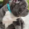Adorable French Bulldog puppies photo 1