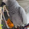 Two Young African Grey Parrots ready Now photo 1