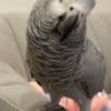 Two Young African Grey Parrots ready Now photo 2