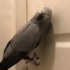 Two Young African Grey Parrots ready Now photo 4