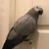 Two Young African Grey Parrots ready Now photo 5