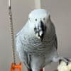 Two Young African Grey Parrots ready Now photo 6