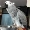 Adorable Female African Grey Parrots Ready Now photo 1