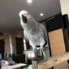 Adorable Female African Grey Parrots Ready Now photo 2