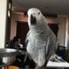 Adorable Female African Grey Parrots Ready Now photo 3