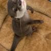 Asian Small Clawed Otters photo 1