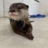 Asian Small Clawed Otters photo 2