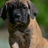 Cane Corso puppies photo 1
