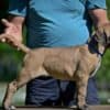 Cane Corso puppies photo 3