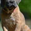 Cane Corso puppies photo 4