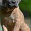 Cane Corso puppies photo 5